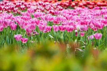 Fototapeta premium Tulips background