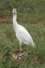 Funny bird Eye contact