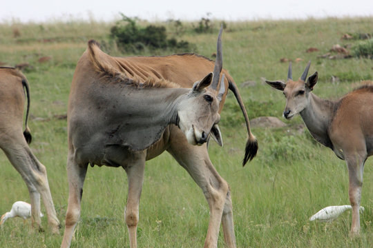 Stratching Eland