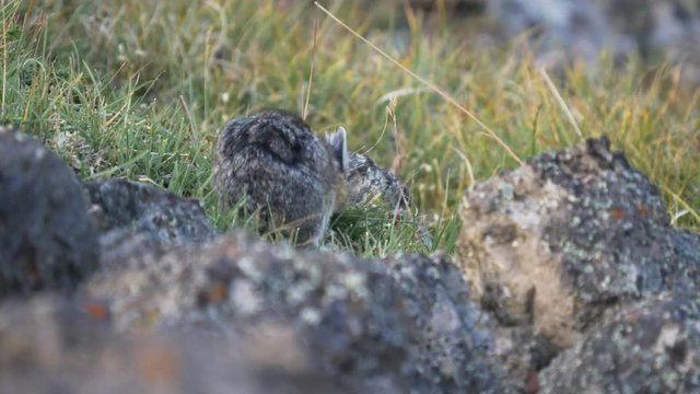 a 4K 60p rear view of a pika harvesting grass on mt washburn in yellowstone national park, usa