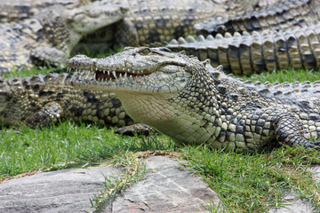 Crocodile herd next to river