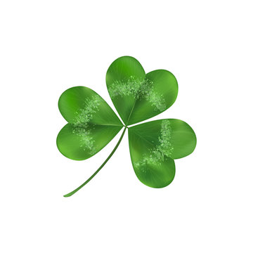 Green Shamrock leaf symbol of luck. Isolated on white background.