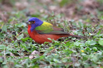 Painted Bunting Feeding on the Ground
