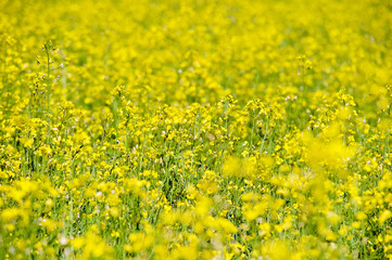 Rapeseed field. Rapes on the field in summer. Selective focus