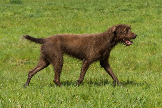 Pudelpointer
