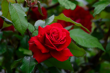 Lively red or scarlet velvet rose in the summer garden after rain. Spring park.