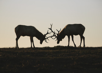 Silhouette of two Tule elk with locked antlers at dusk.