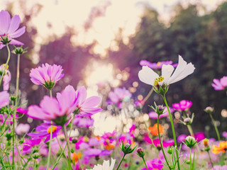 Obraz na płótnie Canvas travel and adventure concept from beautiful flower field with group of pink and violet daisy or other flower with soft focus background on winter to summer season