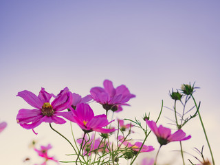 Fototapeta na wymiar travel and adventure concept from close up ant view beautiful flower field with group of pink daisy or other flower with blue sky background on winter to summer season