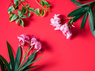 tropical and summer flatlay minimal concept from two pink flower with tropical leaf arrange on red background