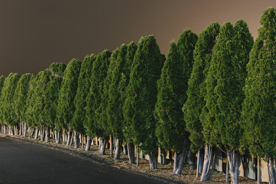 Row of evergreen trees of the same shape and height, at a parking lot at night. Pink dusk sky.