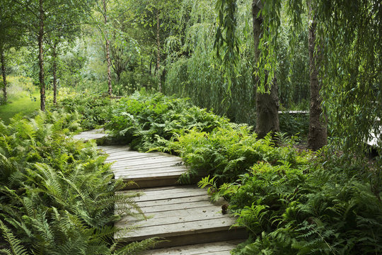 Willow trees and fern growing around curved wooden boardwalk in a garden.
