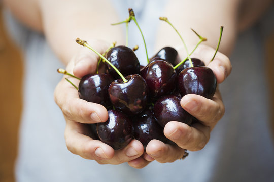 A woman's hands holding a bunch of dark red cherries.