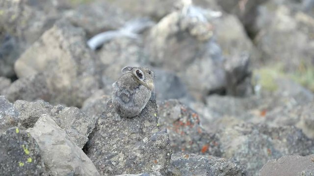 a rear view of a pika on mt washburn in yellowstone national park, usa