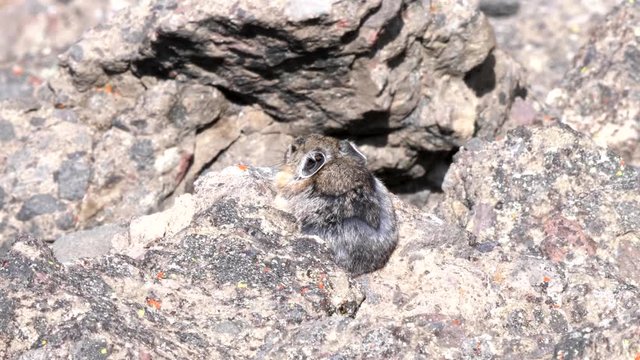 a pika shakes its head while sitting on a rock- recorded at mt washburn in yellowstone national park, usa