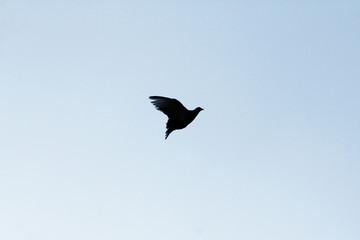 blue background and bird 