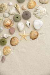Fototapeta na wymiar Sea shells and star fish
