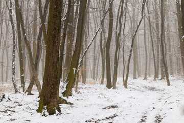 Winter landscape of the frozen forest