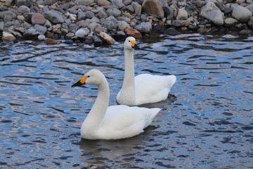犀川白鳥湖
