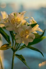 the flowers on the window
