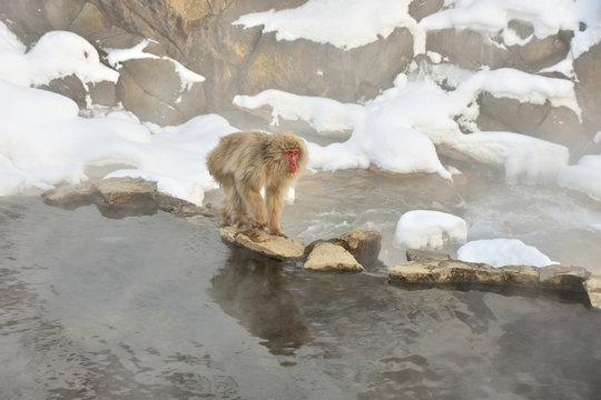 snowmonkey