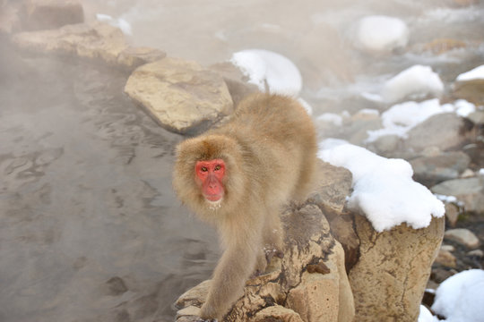 snowmonkey