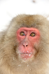 The face of the Japanese monkey