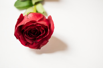 Close up of  a fresh red rose isolated on white background, with copy space. For mother's Day, ceremony, wedding, anniversary