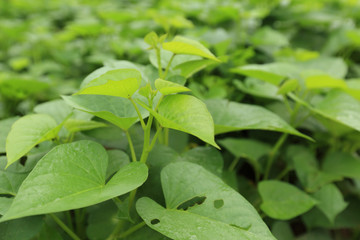 Sweet potato plants in growth at filed