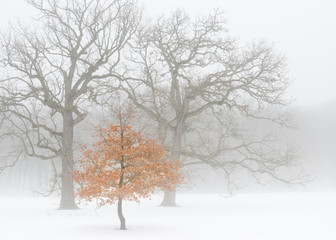 Dense fog settles over a grove of oak trees on a cold winter morning.