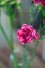 pink carnation