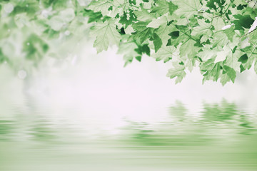 Green Background with Maple
