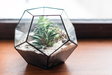Mini succulent garden in glass terrarium on wooden windowsill. Succulents with sand and rocks in glass box. Home decoration elements.