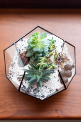 Mini succulent garden in glass terrarium on wooden windowsill. Succulents with sand and rocks in glass box. Home decoration elements.