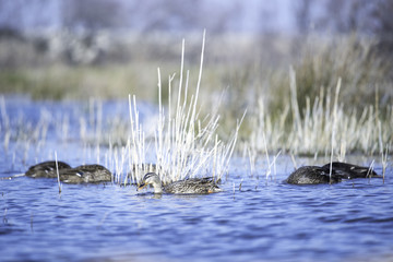Fototapeta premium canard
