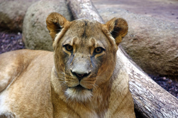 Lioness portrait