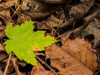lonely green