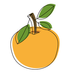 orange fresh and citrus fruit vector illustration design