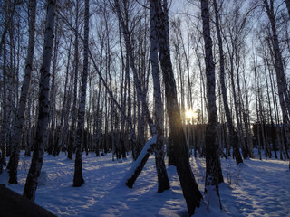 winter birch forest against the blue sky