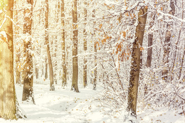 Forest tree snow background with cold morning sun light scene