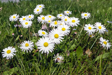 Fototapeta premium Gänseblümchen
