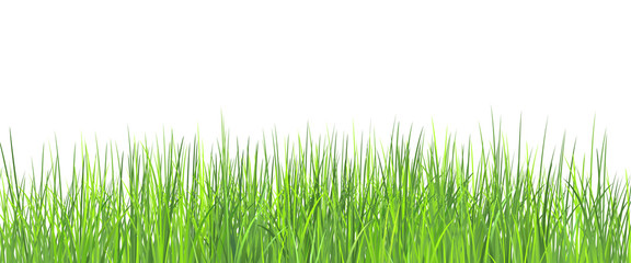 Grass. Vector illustration green grass border