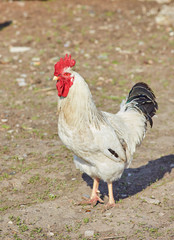 Naklejka na ściany i meble Rooster or cock, a male chicken