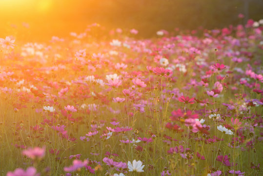 cosmos flower field in the morning at singpark in chiangrai, Thailand