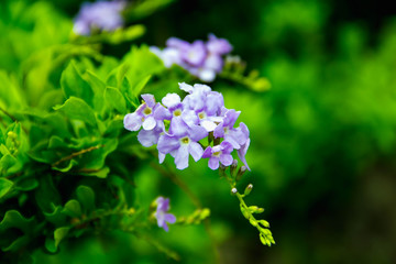 Purple flowers are a bunch of green backgrounds blurred