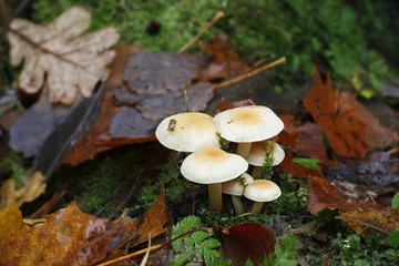 Conifer tuft mushroom, Hypholoma capnoides  an edible and delicious wild mushroom