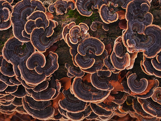 fungi on tree trunk