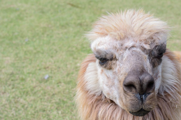 close up of white alpaca