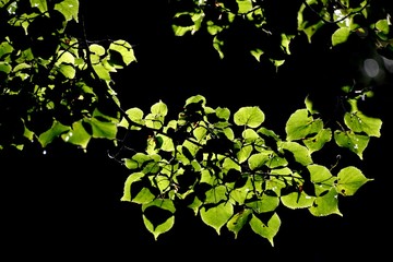 Common lime tree leaves against black background