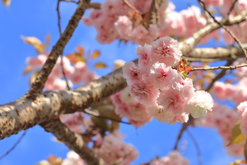 Cherry blossoms 